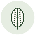 Silkemyk langfiber